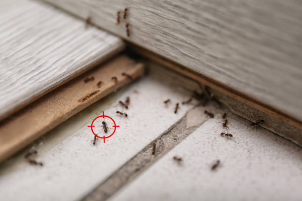 Best Termite Control Services  in Dripping Springs, TX