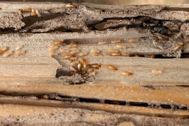 Best Wildlife Control Services  in Dripping Springs, TX